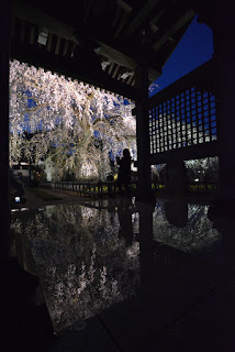 水戸市安国寺の桜