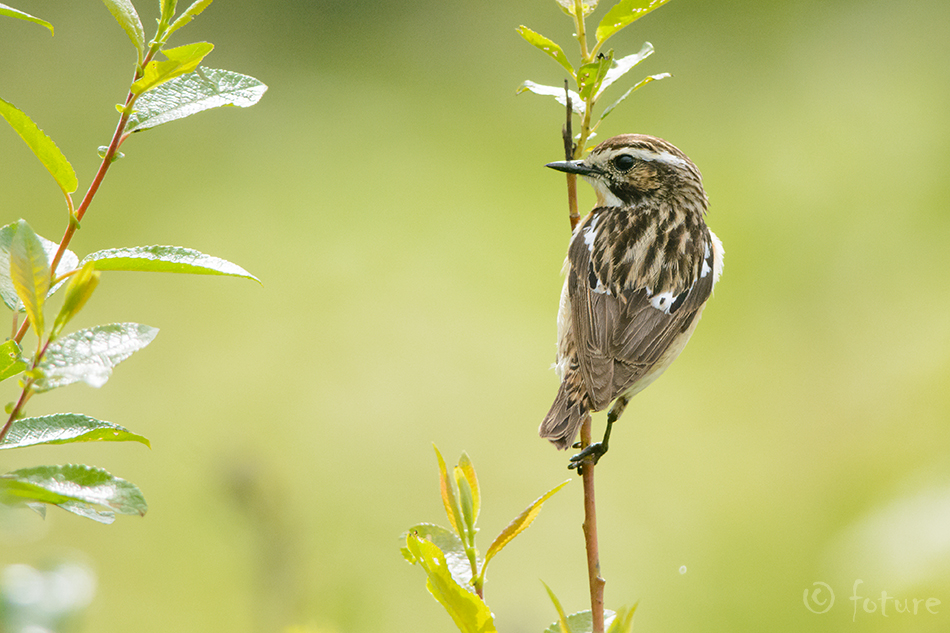 Kadakatäks, Saxicola rubetra, Whinchat, Chat, Meadow, Grass, täks