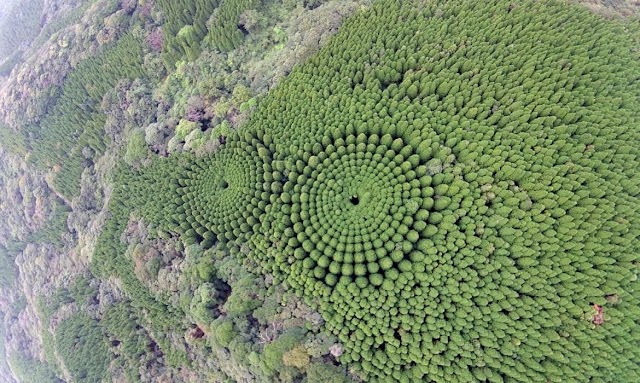 El bosque japones que encanta en Google Maps