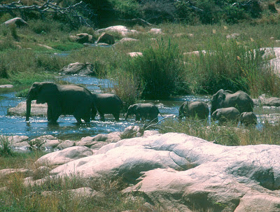 elephants, river, Kruger National Park, South Africa