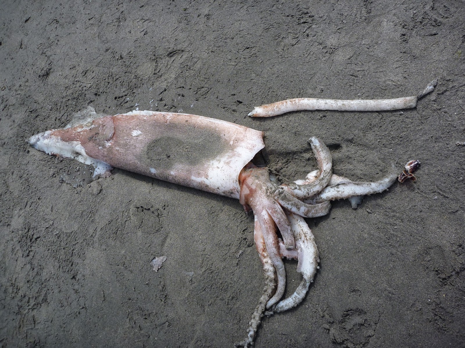 Buzz's Marine Life of Puget Sound: CLUBHOOK SQUID (Onykia robusta) WASHES  UP ON ALKI BEACH