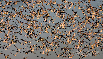 Sirályok (Gulls)