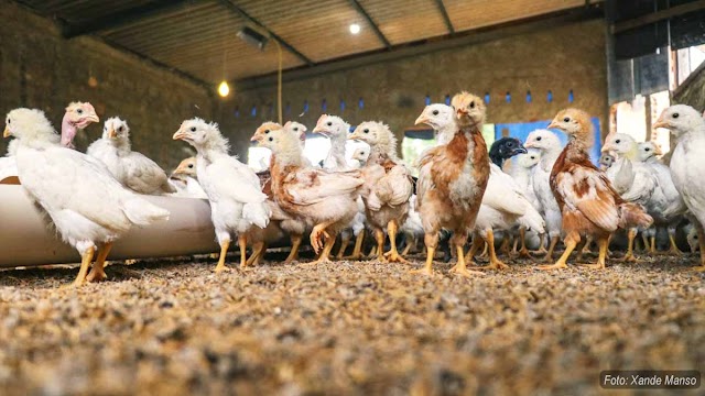 Projeto em Senador Canedo incentiva criadores familiares de aves poedeiras