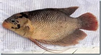Gambar Ikan Gurame