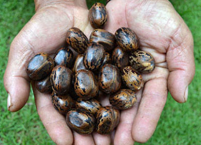 Kerajinan Tangan Dari Bahan Limbah Organik