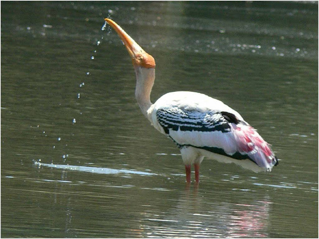 Drinking Water Bird