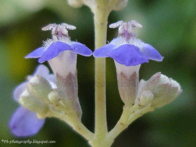 Vitex negundo flowers