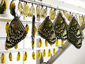 Entopia-Penang-Butterfly-Farm-Teluk-Bahang-Penang 