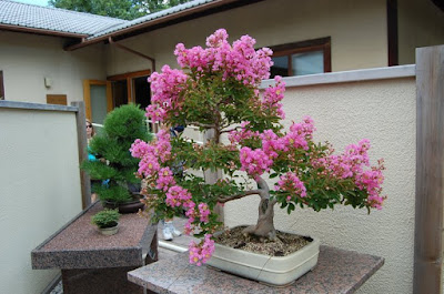 Bonsai Sakura Lokal