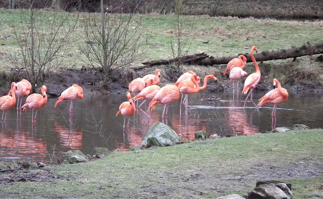 Greater Vancouver Zoo - flamingo