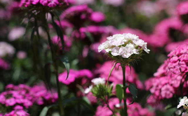 Sweet William Flowers Pictures