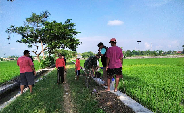 Basmi Hama Tikus, Babinsa Cawas, PPL dan Poktani adakan Gropyokan