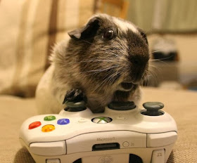 Funny animals of the week - 22 November 2013 (35 pics), guinea pig plays xbox