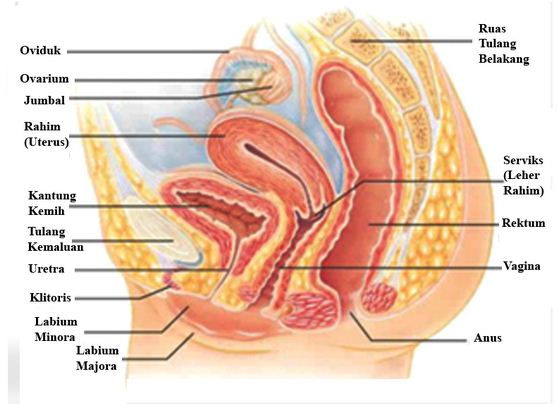 Pemahasan kali ini yaitu ihwal organ reproduksi perempuan Alat Reproduksi Wanita Bagian Dalam Dan Luar Beserta Fungsinya