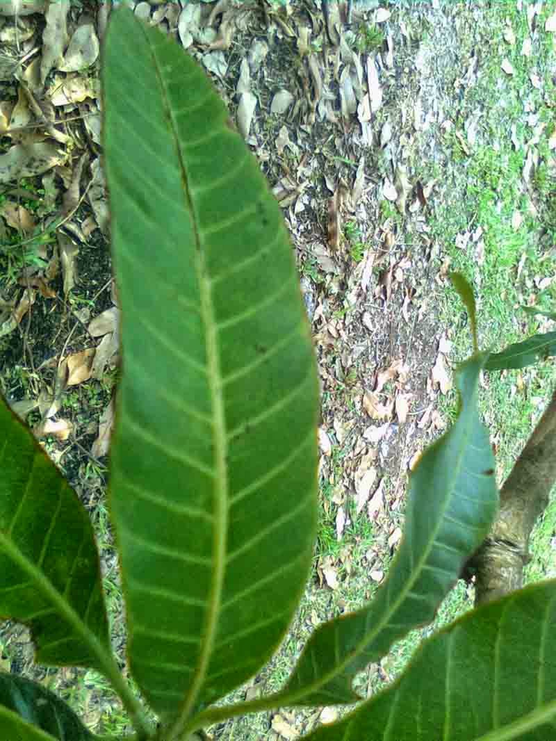 Mengenal Ciri Ciri Pohon Mangga akar daun 