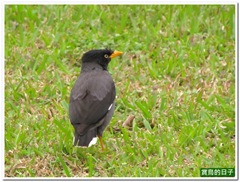 20110318_162332_029_BotanicalGarden