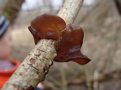 szczawnica, trasy turystyczne w Szczawnicy, przełom Dunajca, grzyby wiosenne, grzyby w kwietniu, czarki, uszaki, kisielnice, wiosenne kwiaty, bobry nad Dunajcem, szlak na granicy polsko-słowackiej