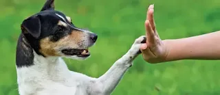Building a long-term training plan for pets