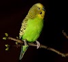 Budgie Information