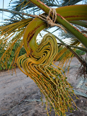 Date Palms (Phoenix dactylifera): Method of tying inflorescence to branches