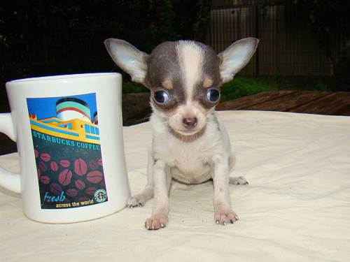 long haired chihuahua puppies for sale in nc. chihuahua breeders nc