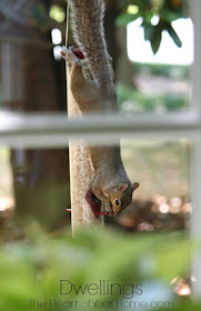 backyard squirrel