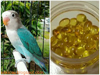 Manfaat minyak ikan untuk kesehatan Lovebird