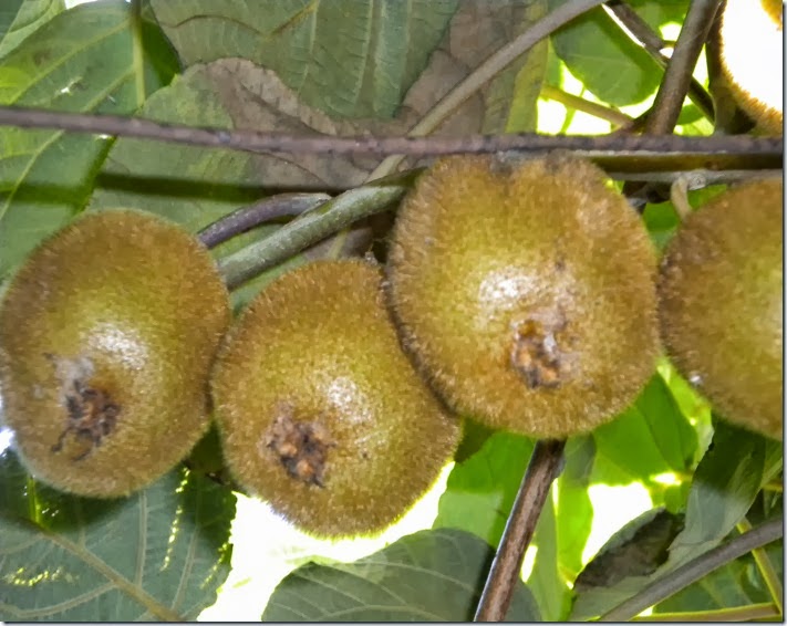 DSCN6764