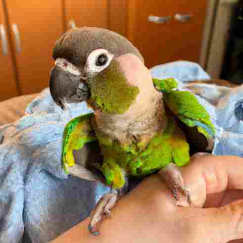Caring for Your Green Cheeked Conure: Tips & Tricks