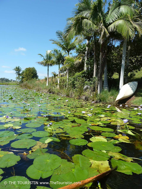 A white kayak and palm trees on the shore of a lake overgrown with lily pads.