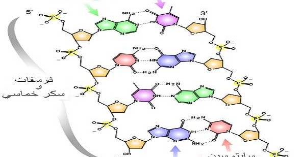 ما هو الحمض النووي Dna تعريف تسمية مكونات وظيفة شكل
