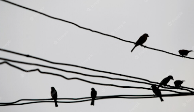 burung tidak tersetrum kabel