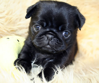 Funny Pug Puppies Pictures