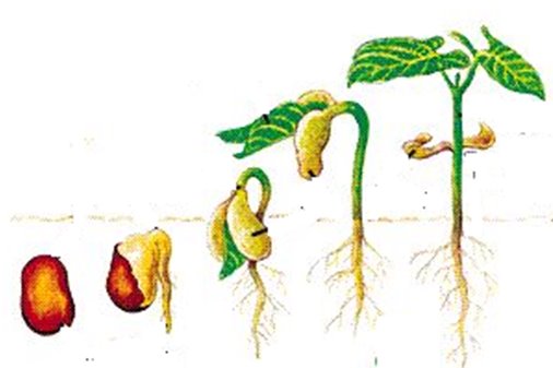 ANEKA ARTIKEL BIOLOGI DAN PERTANIAN Pertumbuhan  dan 