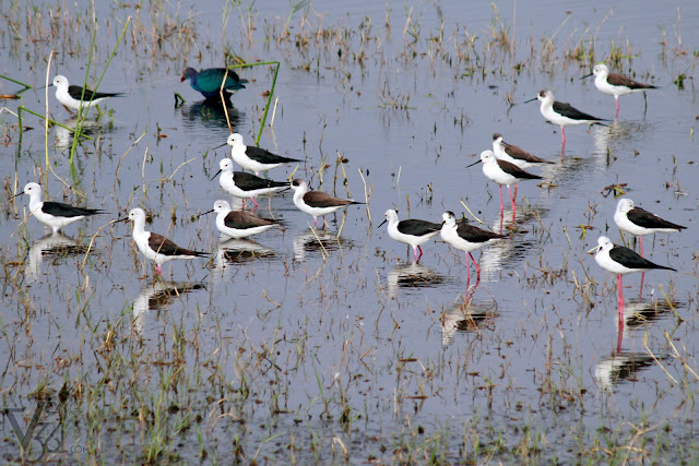 A colony of Black-winged Stilt