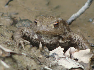 Bufo (Bufo) bufo DSC39287