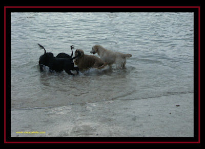 Golden Retriever e Cão de Água Português