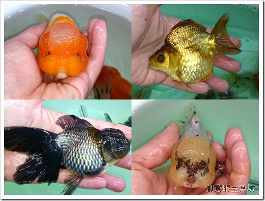 創意眼金魚坊 專營精緻金魚 特殊金魚 買金魚 找金魚 賣金魚請來專業金魚水族館 金魚專賣店 金魚專門店 歡迎有開店時間現場參觀 進魚快訊 新進魚隻種類 價格15 2 3
