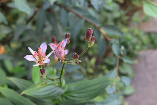 台湾ホトトギスの花