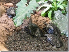 IMG_0072_thumb