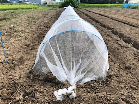 【20190904】コマツナのトンネル