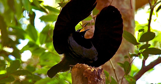 AVE-DO-PARAÍSO - Paradisaeini é uma tribo de aves passeriformes da família Paradisaeidae.