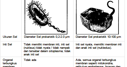 Pengertian Perbedaan  Sel  Prokariotik Sel  Eukariotik