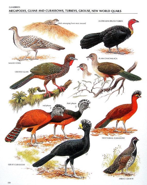 Pássaros | Ornitologia
