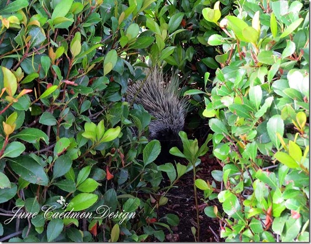 Porcupine