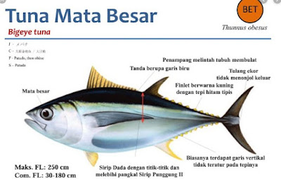 tuna mata besar