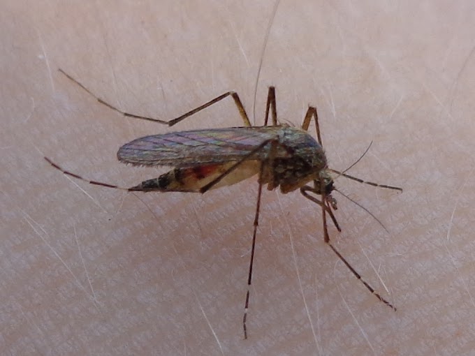 Aedes ou Coquillettidia spp. são os mosquitos vetores da Encefalite Equina Oriental (EEE) 