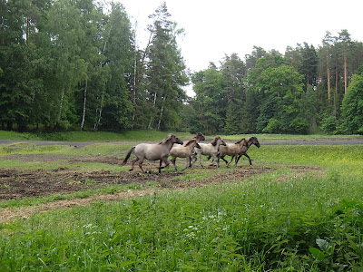 Mazury, żeglowanie, Popielno, stacja PAN, Bełdany, konik polsi, hodowla zachowawcza, tabun