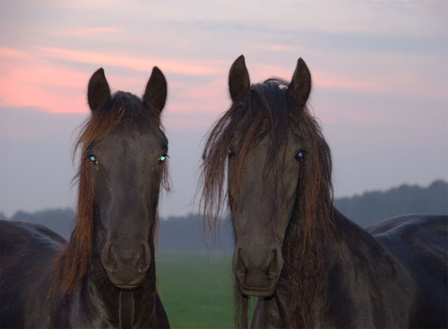 Hermosos Caballos