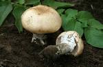 Agaricus blazei